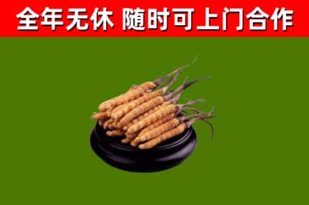 太和回收散虫草