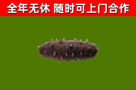 太和回收海参干